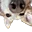 snoot