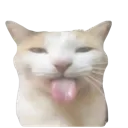 bleh