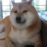bruhdog