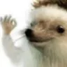 OkHedge
