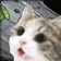 catwoahance