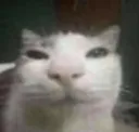 binkle____dorp
