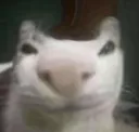 binkle_beast