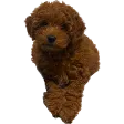 Maple