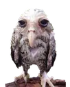 sludge