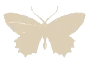 gold_butterfly