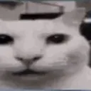cannycat