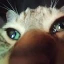 sadCat Discord Emoji