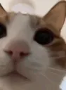 ScaryKitty