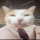 purrfesional