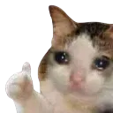cat_thumbsup