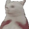 MeowShake