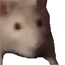 Ratjam