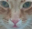 albertstare