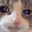 sadcat