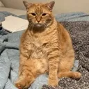 Fatcat fatcat Discord Emoji