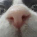 stinky