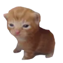 Kitty kitty Discord Emoji