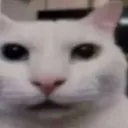 cat_canny
