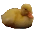 ducknono