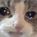 Cat_Cry Cat_Cry