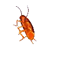 cockroach