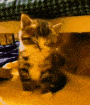 cosy_cat_ludak_gya Discord Emoji
