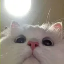 fwhite_cat_wheee Discord Emoji