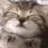 catSleep