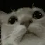 CatCheck