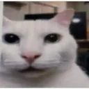 GatoStare