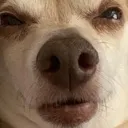 dogzoinked