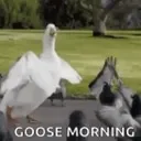 GooseMorning
