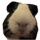 Pippy_reaction