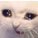 catcry