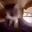 catEXCITE