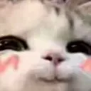 cat_bloosh