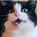juju