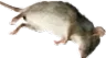 RatDed