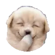 giggleDog