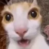 whar_RL