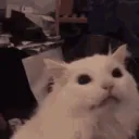 Gif16