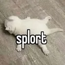 splort
