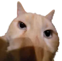 catemoji2