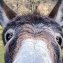 donkee