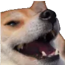 kek_doge_dog_laugh