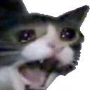 catcry