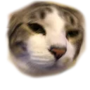 huhcat huhcat