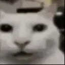 shockedcat