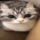 floofbomb